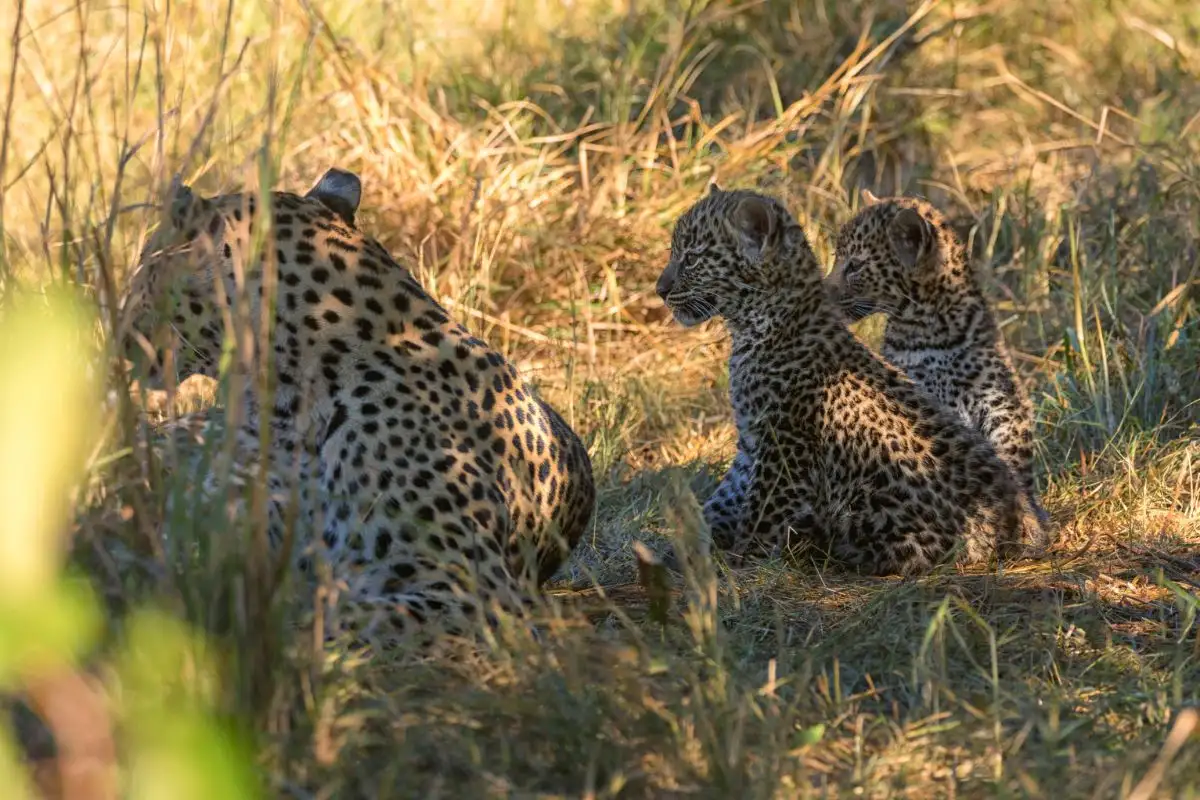 Moremi Day Trip